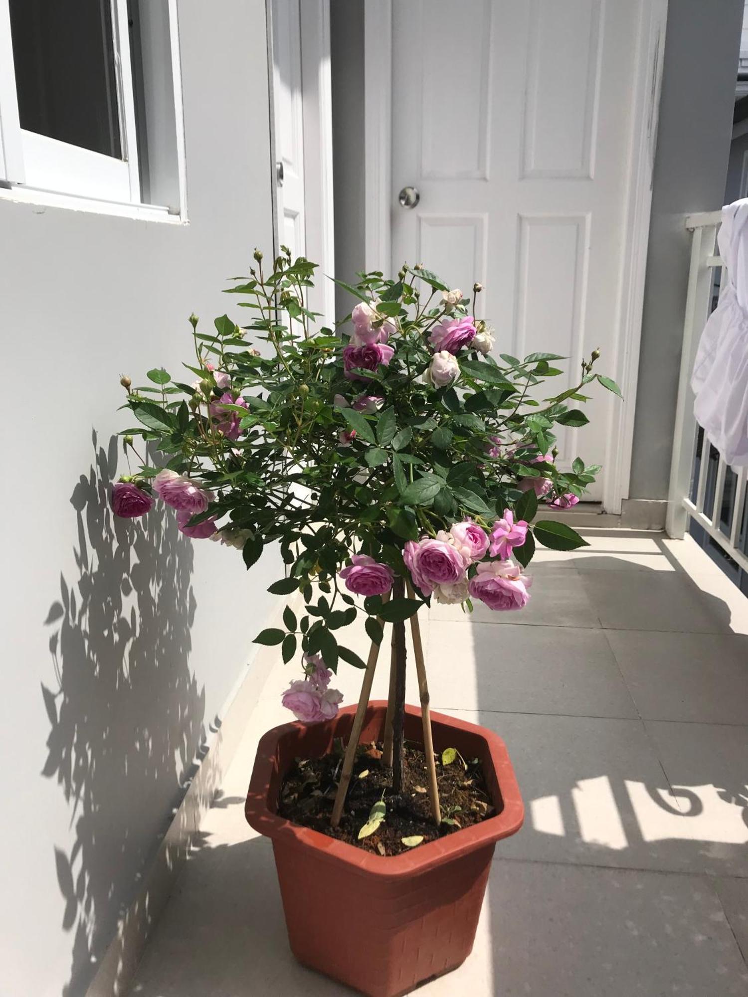 Phuong Hong Guesthouse Νταλάτ Εξωτερικό φωτογραφία
